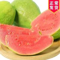 华睿 番石榴红心芭乐果 5斤