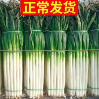 华睿 山东安丘大葱 5斤