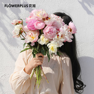 FlowerPlus 花加 香雪兰/洋牡丹 鲜花速递 10枝