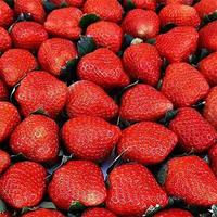 田小七 红颜草莓 3斤