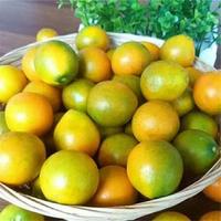 五味堂广西融安金桔 2.5kg装