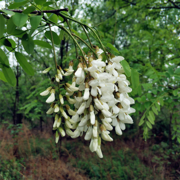 新鲜槐花、免钉胶、《DK 生物大揭秘 农场动物秀》等