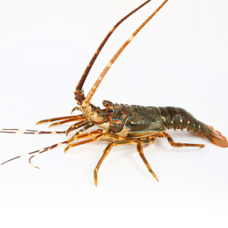 味库京选进口印尼小青龙虾2只装单只250g海鲜水产