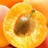 山西 杏 孕妇 酸甜大黄杏 杏子 新鲜水果2020新鲜 大黄杏 黄杏 5斤大果