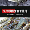鲁王尔  厄瓜多尔白虾  11-14cm 净重2.8-3.2斤