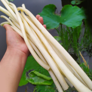 洪湖农家 HONGHU NONGJIA 新鲜藕带500g（去头去尾 只发前端鲜嫩处）湖北洪湖特产 新鲜蔬菜生鲜根茎类莲藕带 云鼎轩