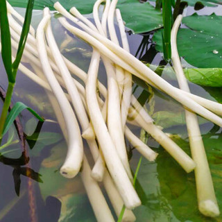 洪湖农家 HONGHU NONGJIA 新鲜藕带500g（去头去尾 只发前端鲜嫩处）湖北洪湖特产 新鲜蔬菜生鲜根茎类莲藕带 云鼎轩