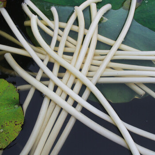 洪湖农家 HONGHU NONGJIA 新鲜藕带500g（去头去尾 只发前端鲜嫩处）湖北洪湖特产 新鲜蔬菜生鲜根茎类莲藕带 云鼎轩