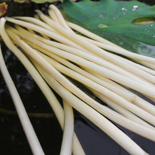 洪湖农家 HONGHU NONGJIA 新鲜藕带500g（去头去尾 只发前端鲜嫩处）湖北洪湖特产 新鲜蔬菜生鲜根茎类莲藕带 云鼎轩