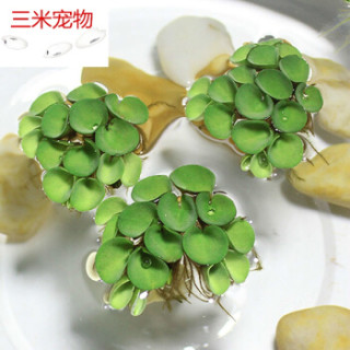 鱼缸浮萍水草活体植物浮性no3净化水质微景观水族箱浮萍随机12颗套餐 品种4 6种 报价价格评测怎么样 什么值得买