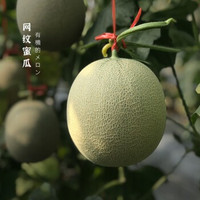 果然馋 网纹哈密瓜甜瓜 净重4.5-4.8斤/箱