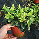 栀芯 室内绿植栀子花 小盆栀子花+简易盆栽