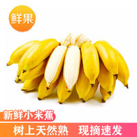 广西小米蕉  糯米蕉 新鲜香蕉 坏果包赔 8斤装