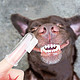 Vieruodis 宠物专用牙刷牙具手指套 4个装