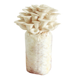 吉之汇 食用秀珍菇 大菌包 1500g