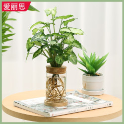 iris爱丽思水培植物绿精灵含透明圆柱瓶