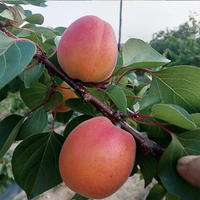 鲜姿  山杏梅  5斤/箱