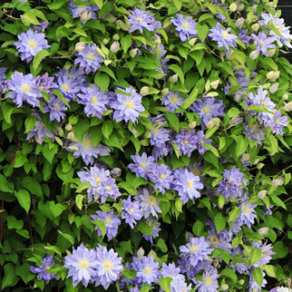 虹越 铁线莲苗p9 蔚蓝绒球 1年生 人气新品 重瓣大花 重瓣早花大花型