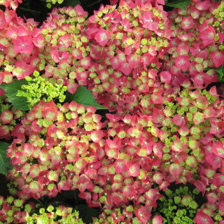 红豆(hodo)魔幻城堡 130杯绣球花苗当年开花植物室内阳台庭院好养护