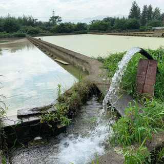 秋季 2斤鲜活甲鱼生态外塘生长大甲鱼母生鲜鱼雌水鱼团鱼王八鳖活体生鲜海鲜活鲜1000g/