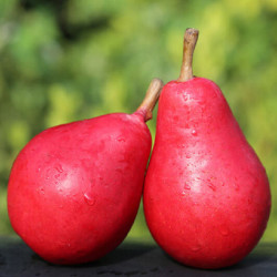 鲜其 红啤梨时令水果梨 5斤