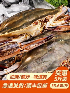 东半山 舟山海鲜 5-9两/只 特大野生梭子蟹 4-6只 1.5kg