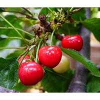 鲜甜 山西绛县萨米脱樱桃 单果22-26mm 约6-8g 3斤