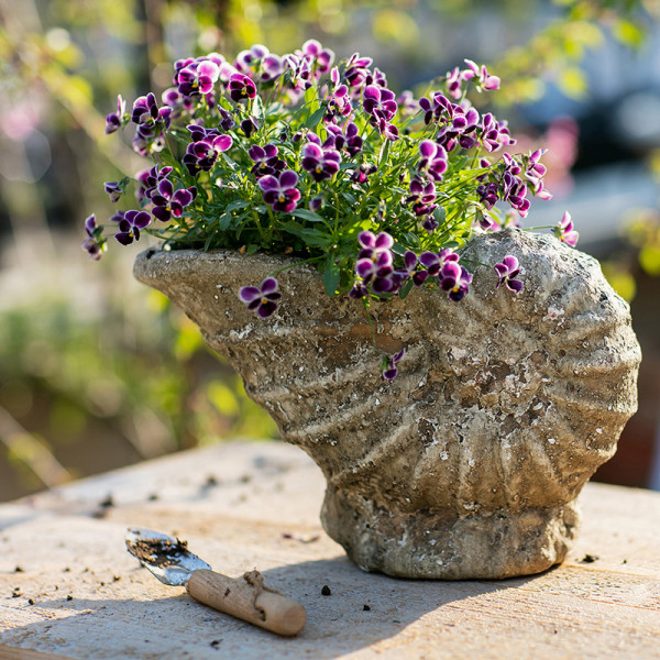 掬涵 个性贝壳海螺花盆 复古多肉植物盆透气陶盆铜钱草绿萝盆