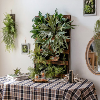 Juhan 掬涵仿真花卉 掬涵半夏仿真绿植框植物壁挂墙面装饰背景墙相框画框墙饰多肉蕨类 报价价格评测怎么样 什么值得买