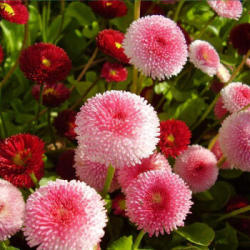 四季种活开花不断小雏菊 种子 50粒+肥