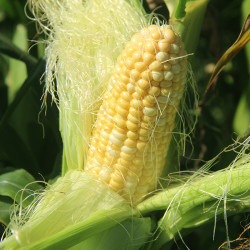 云南金银水果玉米9斤248元