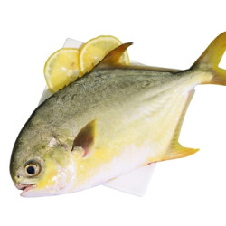 XIANBOHUI 鲜博汇 金鲳鱼 500-450g *3件