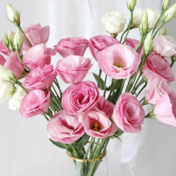 huaeb花易宝云南洋桔梗粉色