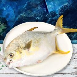 京东plus会员翔泰海南冷冻金鲳鱼500g2条7件