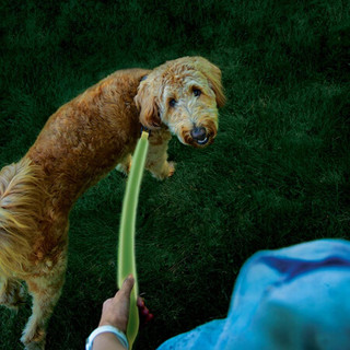 美国奈爱Niteize遛狗牵引绳发光标志带信号灯警示发光带宠物狗带 绿色