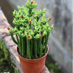 桌面绿植盆栽 发财棍 8cm原盆