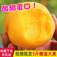  黄桃水果新鲜桃子水果现摘现发5斤包邮应季酸甜黄桃