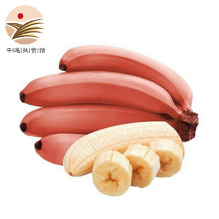 红美人香蕉 红皮香蕉 新鲜当季水果 小米蕉 芭蕉 红美蕉约5斤装