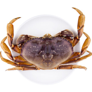 活鲜渔传播加拿大进口鲜活珍宝蟹650750g1只盒装