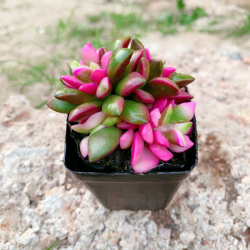 多肉植物 吹雪之松 小 5cm 带原盆