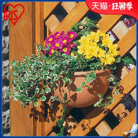 爱丽思IRIS  吊兰壁挂花盆 创意仿陶式花盆 壁挂墙 加厚塑料花盆