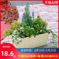 爱丽思IRIS 长方形大号盆栽FIRENZE个性凸纹塑料花盆 阳台种菜