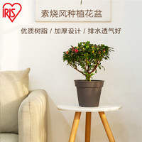 爱丽思IRIS 新型环保素烧风花盆 园艺花卉盆 时尚塑料花盆5号深茶