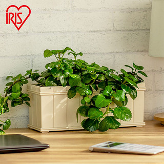 IRIS 爱丽思 长条种植花盆 创意树脂花盆 塑料阳台种菜盆长方形花盆