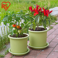 IRIS 爱丽思 园艺家庭阳台庭院塑料种菜盆 爱丽丝圆形蔬菜植物种植花盆