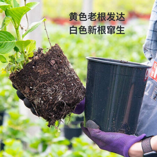 红豆（Hodo）绣球你我的一起1加仑盆栽 花卉老桩花苗室内阳台庭院观花植物 带盆发货