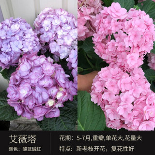 红豆（Hodo）绣球艾维塔1加仑盆栽 花卉老桩花苗室内阳台庭院观花植物 带盆发货