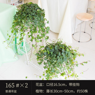 红豆（Hodo）常春藤165杯吊盆*2 爬藤垂吊植物四季常青爬山虎简单易养办公室内阳台桌面绿植盆栽 栽好发货