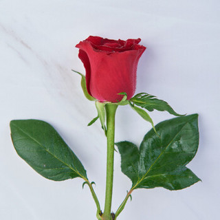 简值了 传奇玫瑰 鲜花速递定制毕业礼物生日礼物送女生送老婆云南鲜花批发鲜花超市