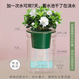 红豆（Hodo）芦荟 森系绿植盆栽室内阳台花卉家居桌面摆放办公室小绿植双层懒人盆好养易活 带盆载好